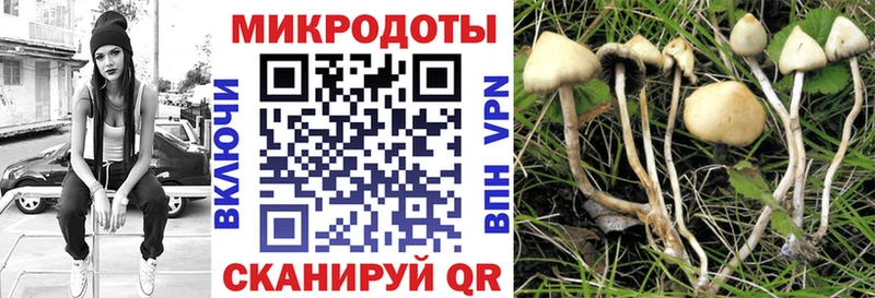 ОМГ ОМГ как войти  Макаров  Галлюциногенные грибы Psilocybe 